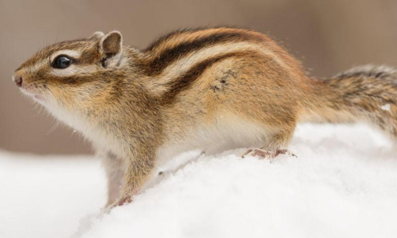 湖南肆叁壹壹貳陸商貿有限公司輪播圖3